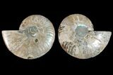 Agatized Ammonite Fossil - Crystal Filled Chambers #148028-1